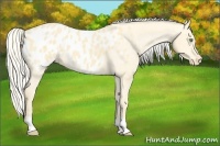 Horse Color:Gold Cream Champagne Dun Appaloosa 
