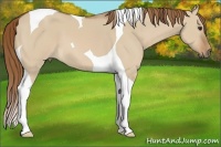 Horse Color:Red Dun Tobiano 