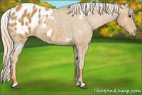 Horse Color:White Spotted Palomino Blanket 