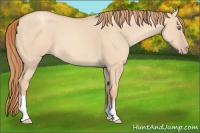 Horse Color:Gold Champagne Dun 