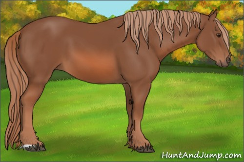 Horse Color: Liver Chestnut 