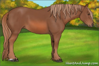 Horse Color:Liver Chestnut 