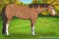 Horse Color:White Spotted Bay 
