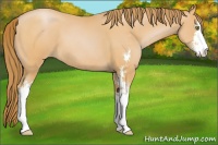 Horse Color:Bay Pearl Sabino 