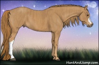 Horse Color:Chestnut  Brindle