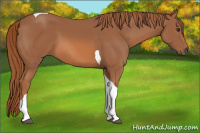 Horse Color:Chestnut Tobiano