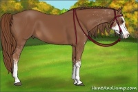 Horse Color:Chestnut Sabino 