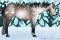 Horse Color:Gray White Spotted Bay