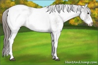 Horse Color:White Spotted Grullo Appaloosa Rabicano 