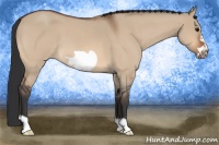Horse Color:Bay Roan Dun Frame 
