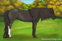 Horse Color:Smoky Black 