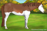 Horse Color:Chestnut Sabino Splash 