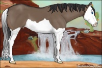 Horse Color:Brown Dun Splash