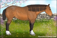 Horse Color:Buckskin 