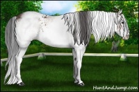 Horse Color:White Spotted Bay Splash Rabicano 