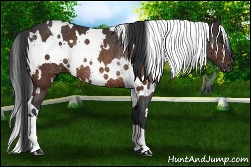 Horse Color: White Spotted Brown Rabicano 