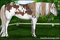 Horse Color:White Spotted Liver Chestnut Splash 
