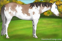 Horse Color:Bay Splash 