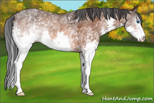 Horse Color: White Spotted Bay Splash 