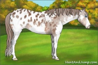 Horse Color:Bay Splash Appaloosa 