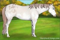 Horse Color:Bay Dun Splash Appaloosa 