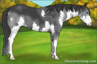 Horse Color:Black Splash 