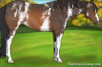 Horse Color:White Spotted Brown 