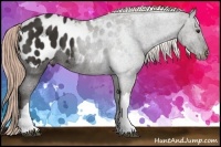 Horse Color:Liver Chestnut Appaloosa 