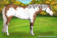 Horse Color:Silver Buckskin Frame 
