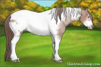 Horse Color:Sable Champagne Tobiano Frame Blanket Rabicano 