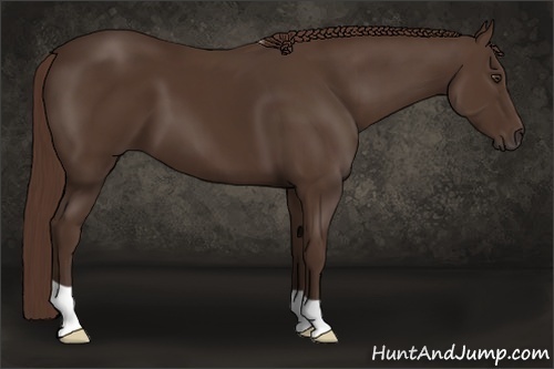Horse Color: Liver Chestnut 