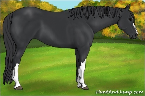 Horse Color: Black 