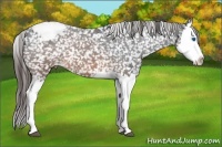 Horse Color:Brown Splash Appaloosa 