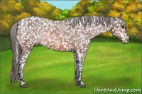 Horse Color:Bay Appaloosa 