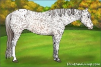 Horse Color:Brown Appaloosa 