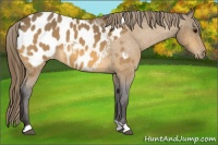 Horse Color:Buckskin Roan Near Leopard 