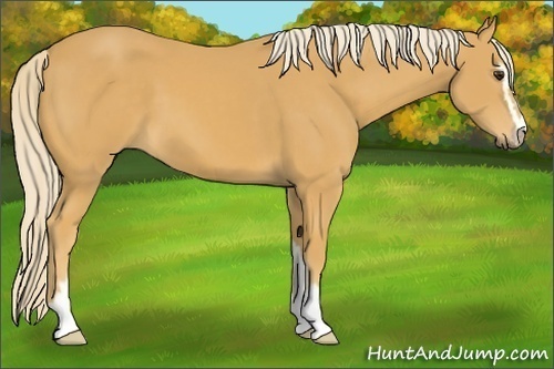 Horse Color:Palomino Sabino