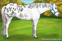 Horse Color:Grullo Appaloosa 