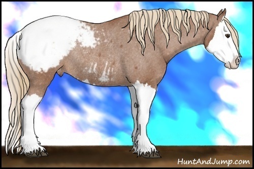Horse Color:Chestnut Splash Snowcap Rabicano 