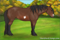 Horse Color:Bay Frame 