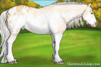 Horse Color:Silver Amber Cream Champagne Dun Splash Frame Appaloosa 
