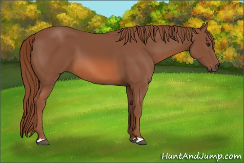 Horse Color: Chestnut 