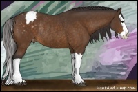 Horse Color:Buckskin Splash Blanket Rabicano 