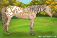 Horse Color:Buckskin Sabino Blanket Rabicano 