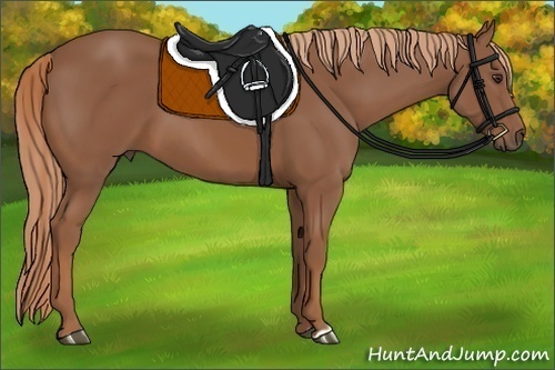 Horse Color: Unknown 