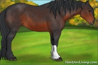 Horse Color:Brown 