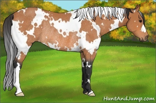 Horse Color:White Spotted Bay Rabicano 
