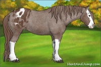 Horse Color:Liver Chestnut Splash Appaloosa Rabicano 
