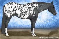 Horse Color:Black Appaloosa 