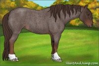 Horse Color:Liver Red Roan 